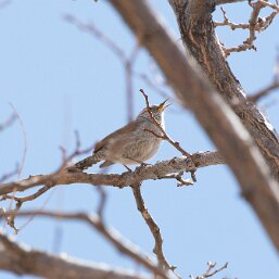 Thryomanes bewickii