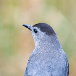 Dumetella carolinensis