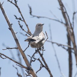 Myadestes townsendi