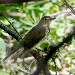 Catharus minimus