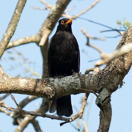 Turdus merula→