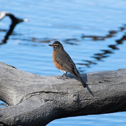 Turdus