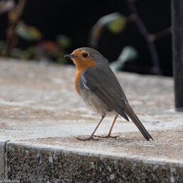 Erithacus rubecula