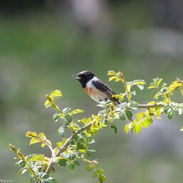 Saxicola rubicola