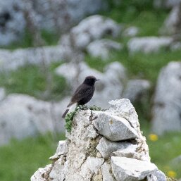 Oenanthe leucura