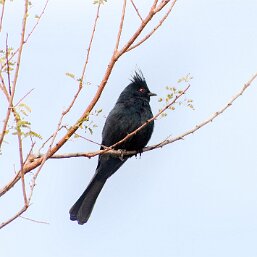 Phainopepla nitens