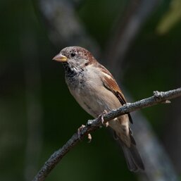 Passer domesticus