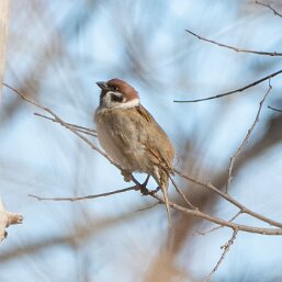 Passer montanus
