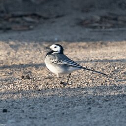 Motacilla