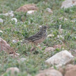 Anthus