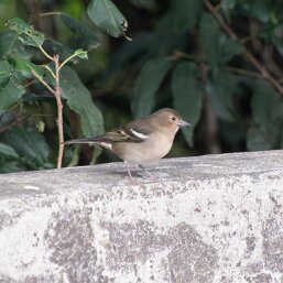 Fringilla