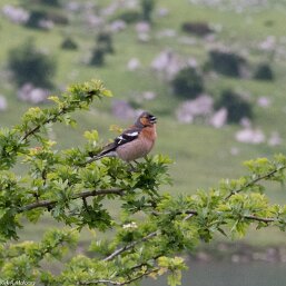 Fringilla coelebs