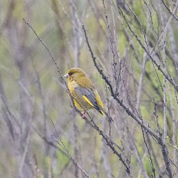 Chloris chloris