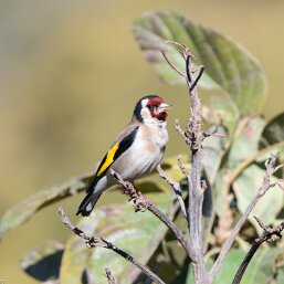 Carduelis carduelis