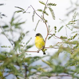 Spinus psaltria