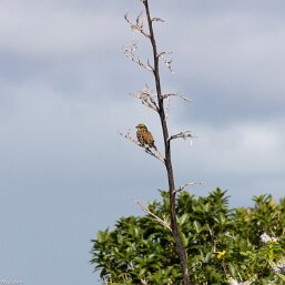 Emberiza citrinella