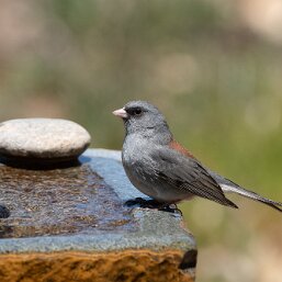 Junco
