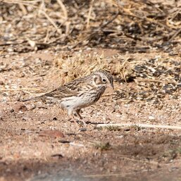 Pooecetes gramineus