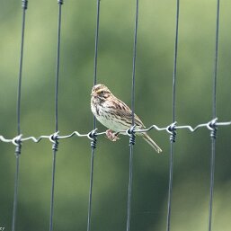 Passerculus sandwichensis