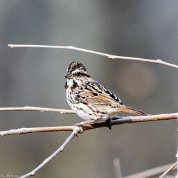 Melospiza