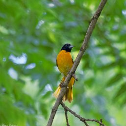 Icterus