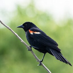 Agelaius phoeniceus