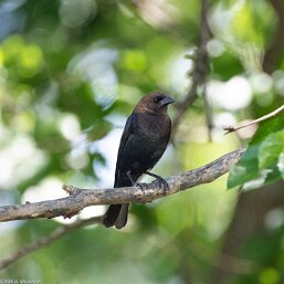 Molothrus ater