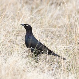 Euphagus