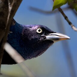 Quiscalus