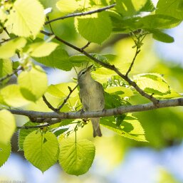 Leiothlypis peregrina