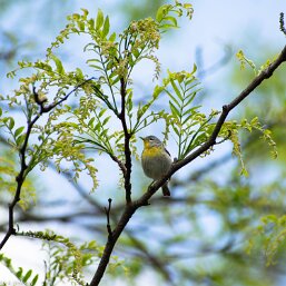Setophaga americana