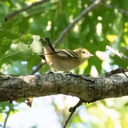 Setophaga castanea