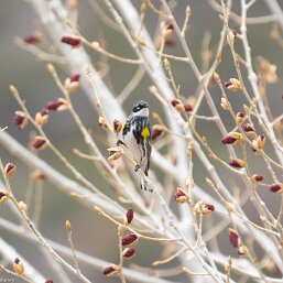 Setophaga coronata ssp coronata