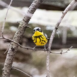Setophaga magnolia