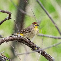 Setophaga palmarum