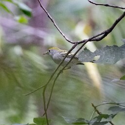 Setophaga pensylvanica