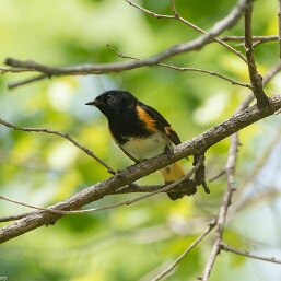 Setophaga ruticilla