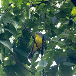 Cardellina canadensis