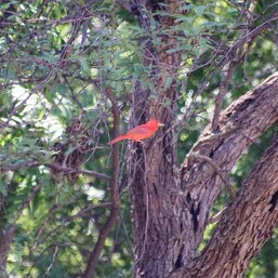 Piranga rubra