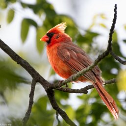 Cardinalis