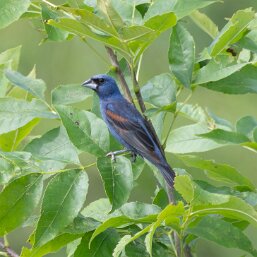 Passerina