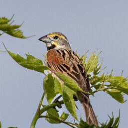 Spiza americana