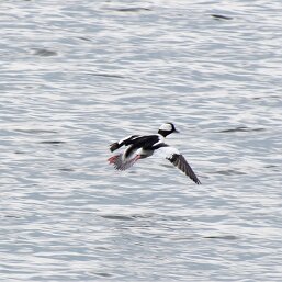 Bufflehead