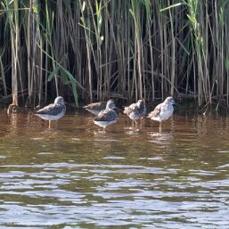 Lesser Yellowlegs