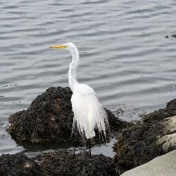 Great Egret