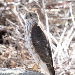 Cooper's Hawk