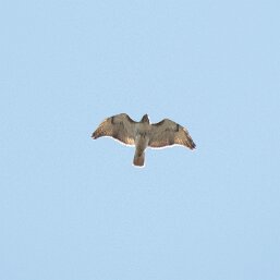 Red-tailed Hawk