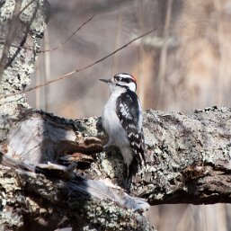 Downy Woodpecker