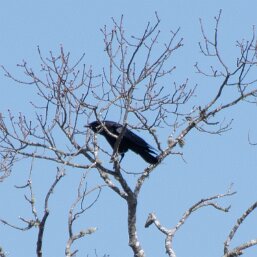 American Crow