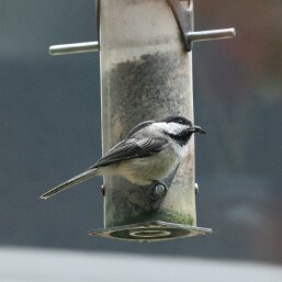 Black-capped Chickadee